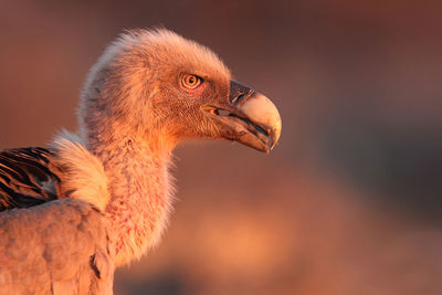 Close-up of a bird looking away