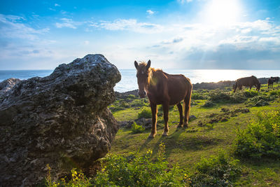 Horses standing at yonaguni island against sky