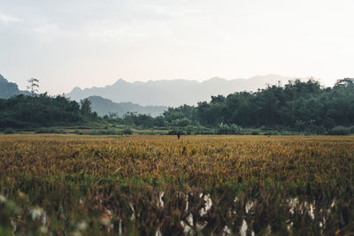 Scenic view of agricultural field against sky