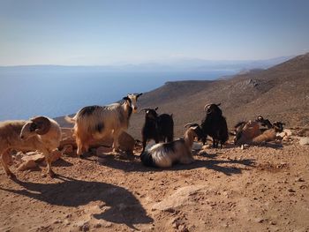 Panoramic view of goats on sea at crete greece