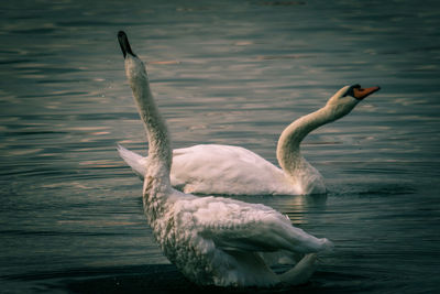 Swan swimming in lake