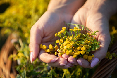 Cropped hand of woman holding plant