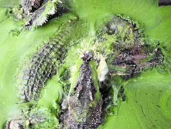 Close-up of crocodiles in mossy lake