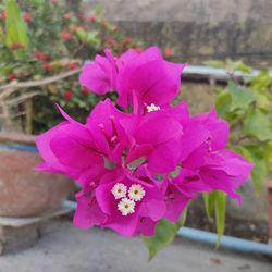 Close-up of pink flowering plant