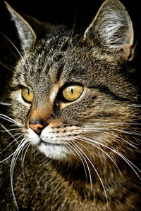 Close-up portrait of cat