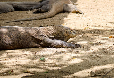 View of lizard lying on land