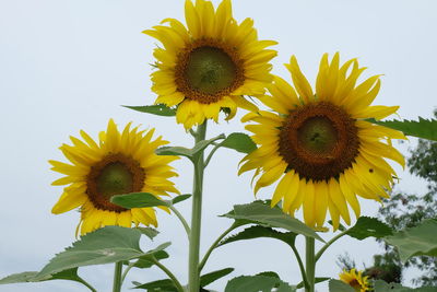 Close-up of yellow sunflower against sky