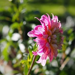 Close-up of pink flowering plant