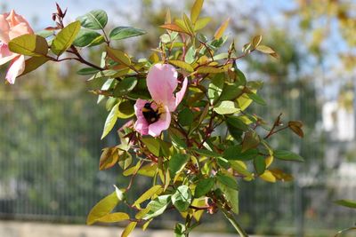 Close-up of pink flowering plant