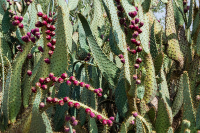 Close-up of cactus growing outdoors