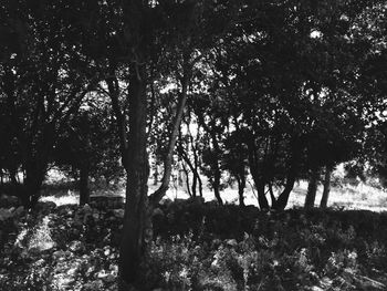 Trees growing in sunlight