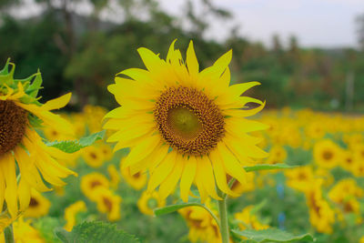 Close-up of sunflower on field