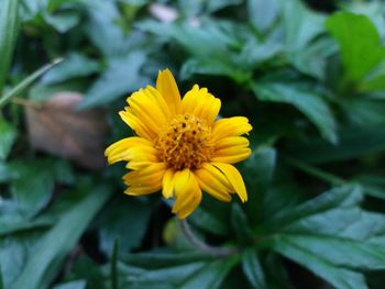 Close-up of yellow flower