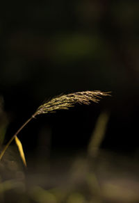 Close-up of leaf at night