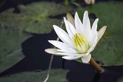 Close-up of white water lily