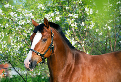 Horse standing in a tree