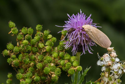 Close-up of butterfly pollinating on purple flower