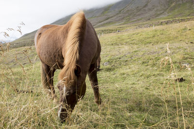 Horse grazing on field