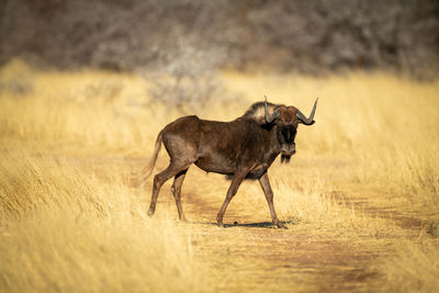 Black wildebeest crosses grassy track eyeing camera
