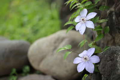 Close-up of white flowers blooming outdoors