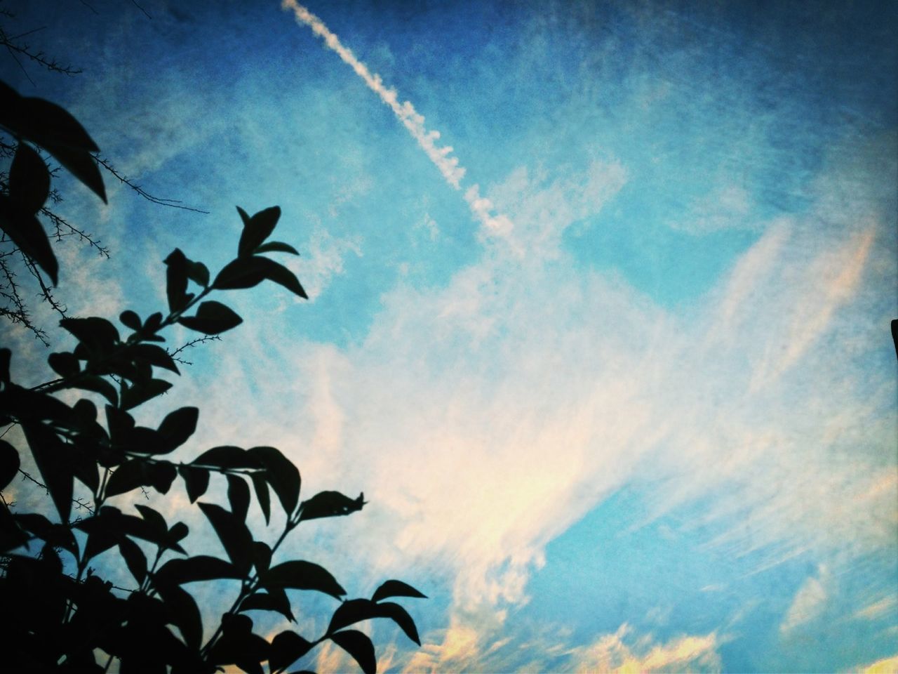 low angle view, sky, cloud - sky, beauty in nature, nature, blue, silhouette, cloud, cloudy, flying, tranquility, bird, animal themes, scenics, outdoors, no people, tree, day, animals in the wild, wildlife