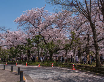 View of cherry blossom trees in park