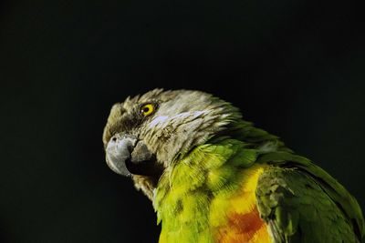 Close-up of parrot against black background