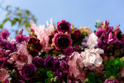 Close-up of pink flowering plants