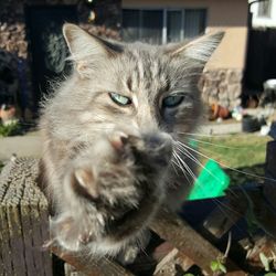 Close-up portrait of cat