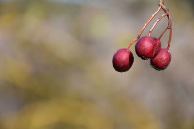 Close-up of red berries growing on tree