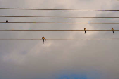 Birds perching on electricity cable