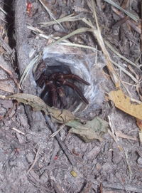 High angle view of crab on field