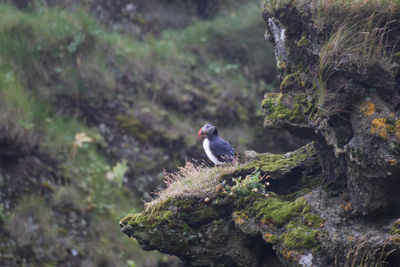 Bird perching on tree