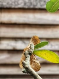 Close-up of bird on wood