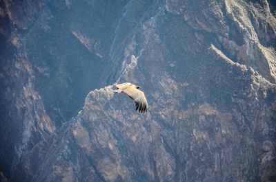 High angle view of eagle flying over rock