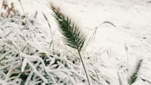 Close-up of snow on field during winter