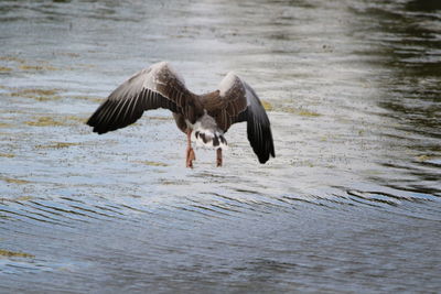 Graylag goose  flying over   lake