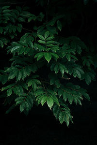 High angle view of fresh green plant against black background