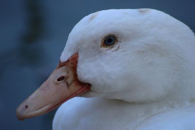 Close-up of swan