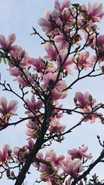 Low angle view of pink magnolia blossoms against sky