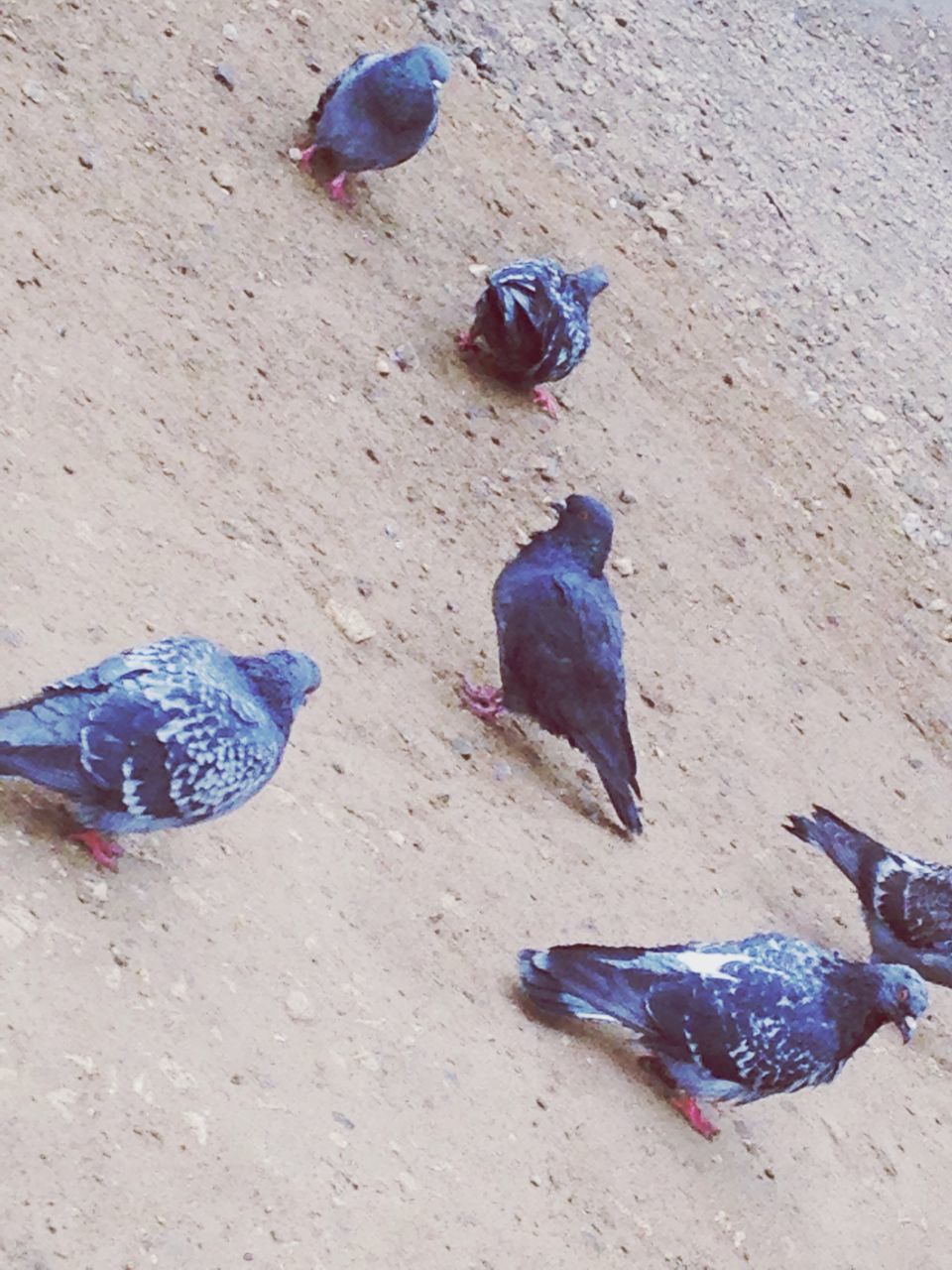 animal themes, animals in the wild, wildlife, bird, one animal, pigeon, high angle view, peacock, two animals, sand, outdoors, day, three animals, blue, nature, dead animal, beach, multi colored, full length, zoology