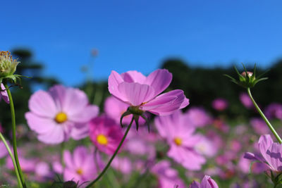 Close-up of pink flowering plants against sky