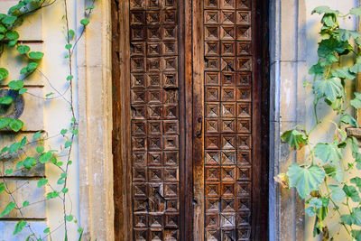Close-up of potted plants