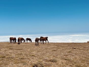 Horses on a field