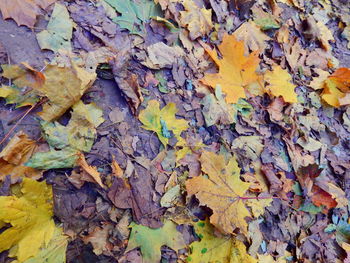 Full frame shot of autumn leaves