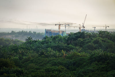 Plants and trees on field against sky