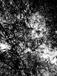 Low angle view of trees against sky