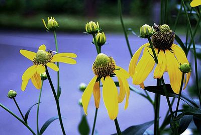 Close-up of yellow flowers blooming outdoors