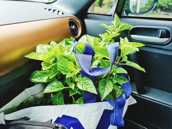 Close-up of potted plant