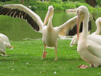 View of birds on field